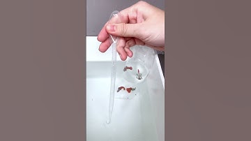 Cách thả cá khi mới mua về