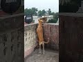 बन्दर और कुत्ते की हुई लड़ाई || dog vs monkey fight funny 😆😅🤭🤗#video Mp3 Song