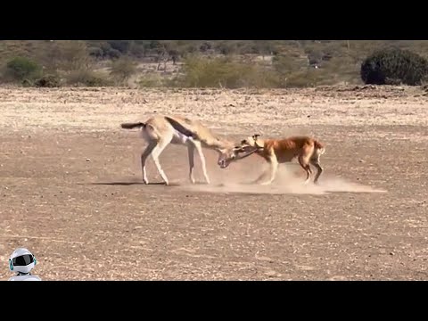 Видео: Бродячая Собака Напала на Антилопу / Битвы Животных Снятые На Камеру