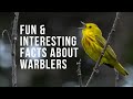 Fun & Interesting Facts About Warblers