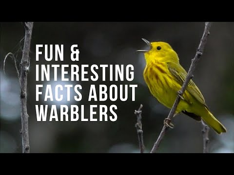 Video: Apakah yang dimakan burung warbler hijau tekak hitam?