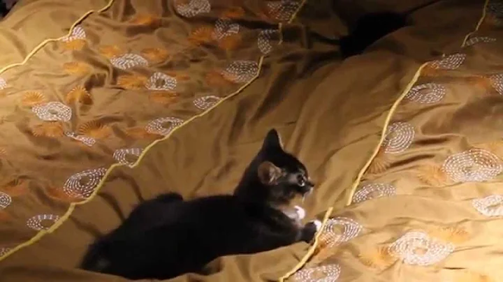 Video 1408221: bobtail kittens playing, black kitten playing, kitten mouse