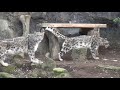 20.02 多摩動物公園 ユキヒョウのペアリング コボとミミ