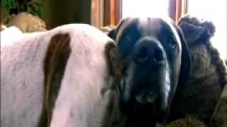 Dogs101 Bullmastiff by WALLE9000 7,077 views 13 years ago 2 minutes, 38 seconds