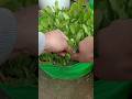 garden peace harvesting #terracegardenindia #garden #plantsofindia #gardenideas #farming#agriculture