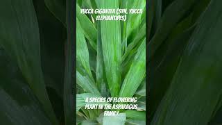 Download Lagu Yucca gigantea (syn. Yucca elephantipes) is a species of flowering plant in the asparagus family MP3