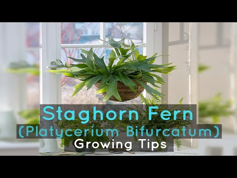 Video: Nhân giống Staghorn Fern - Trồng cây Staghorn Fern