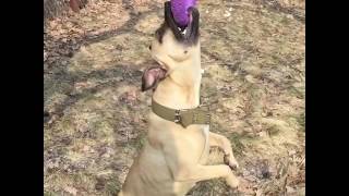 стафф,стаф,стафарширский терьер,staffbull, стафф,стаф,стафарширский терьер,staffbull,