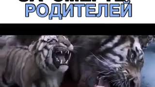 Фильм круто песни музыка видео приколы лучшее природа ужас мужчина поле животные тигры Фильм круто песни музыка видео приколы лучшее природа ужас мужчина поле животные тигры