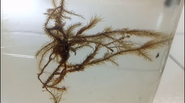 STUDY OF PLANT SPECIMENS AND IDENTIFICATION | 11th CLASS |  EXPERIMENT - 2