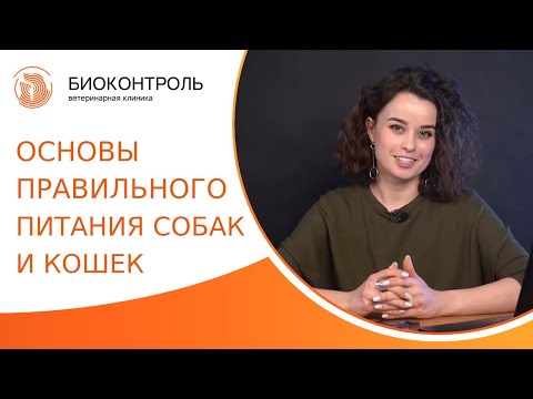 🍖 Основы правильного питания собак и кошек. Правильное питание собак и кошек. Биоконтроль. 18+