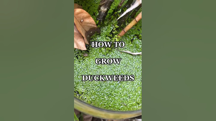 How Mama Judy grows and uses #Duckweeds in her garden! 🍀 #shorts #gardening