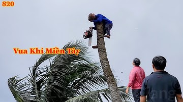 Vua Khỉ cùng đệ tử cưa hạ nhiều cây Dừa ngay đường đi qua lại , quá nguy hiểm . Cutting coconut tree