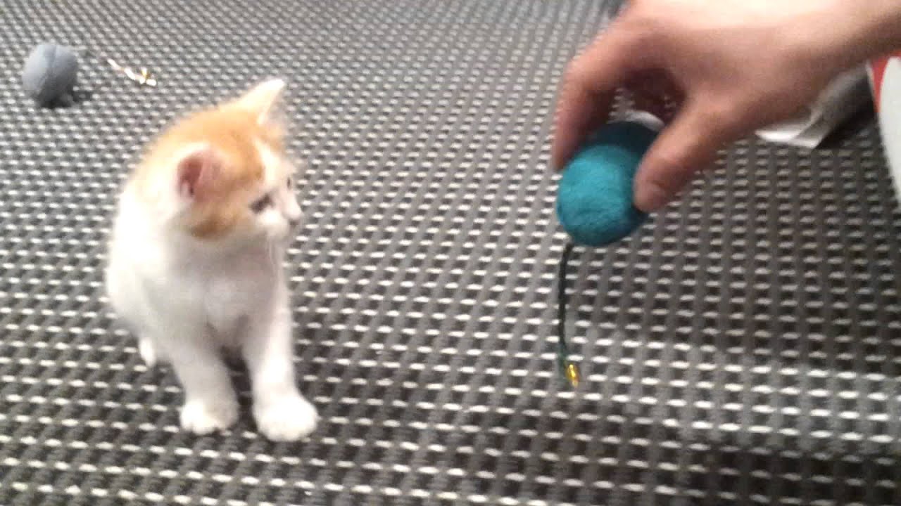 knsam kitten pixie - YouTube