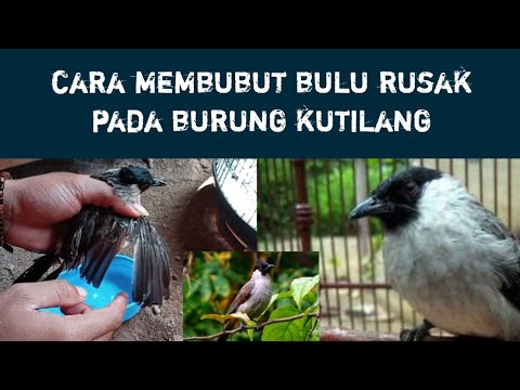 Video: Mengapa burung kutilang kehilangan bulunya?