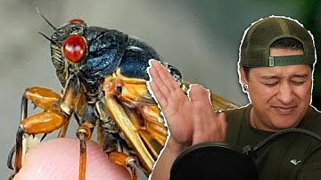 Computex Cicadas 2025