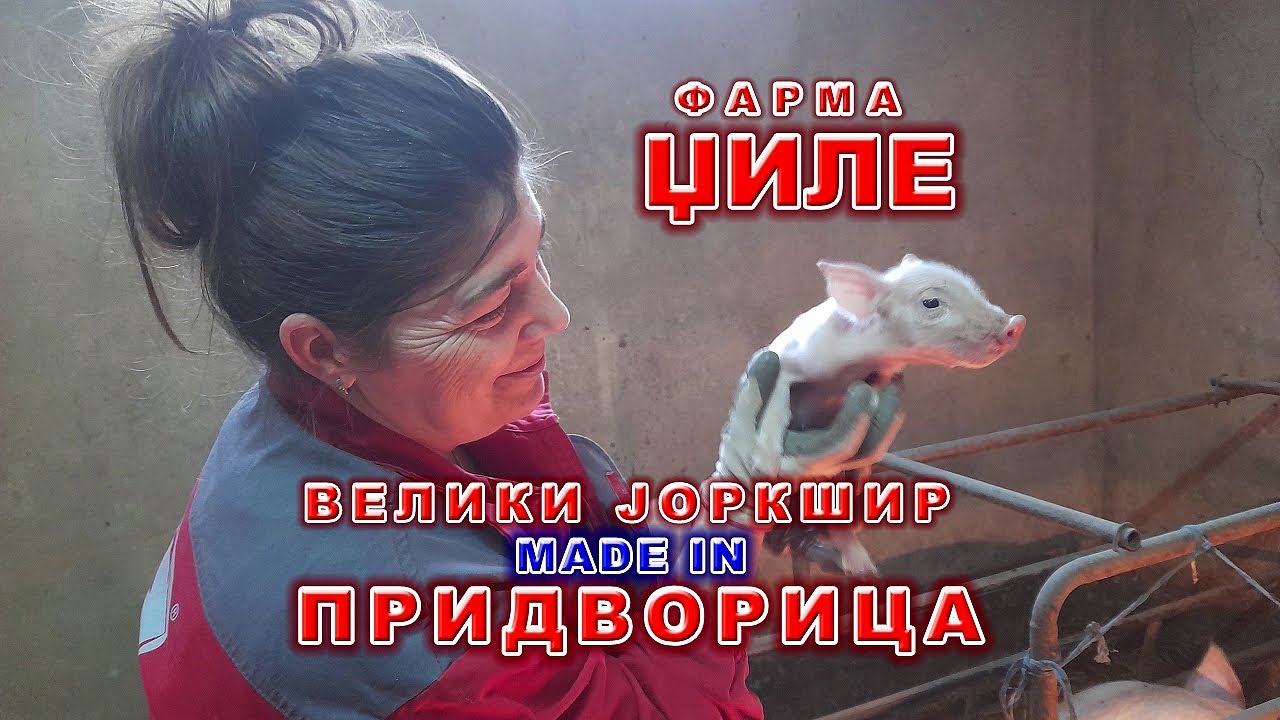 Џиле - фарма свиња у Придворици