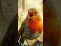 European Robin’s Secret Solo: Elite Nature ASMR (No Music) 🐦💎