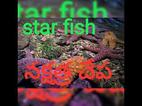 నక్షత్ర చేప |star fish|స్టార్ ఫిష్.