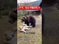 【衝撃】柴犬を襲うクマを箒で撃退した理由