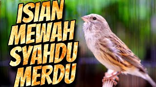 PALING DICARI BIKIN CENGKOK ISIAN SYAHDU MERDU! MASTERAN KENARI ISIAN BLACKTHROAT GACOR MUDAH DITIRU