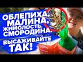 ПОСАДКА ОБЛЕПИХИ, МАЛИНЫ, ЖИМОЛОСТИ, СМОРОДИНЫ ВЕСНОЙ. КАК ПРАВИЛЬНО?