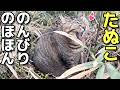 お腹ぽっちゃりキジトラたぬき猫たぬこちゃんののほほんな昼下がり😸（野良猫•地域猫）🐈