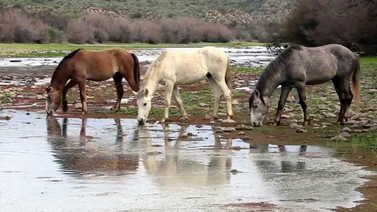 Salt River Wild Horses Morning Grazing and Crossing the River YouTube