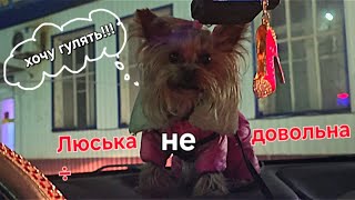картинка: Готовлю сад к зиме/ночная прогулка.