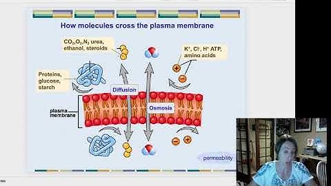 molecules that can cross membranes