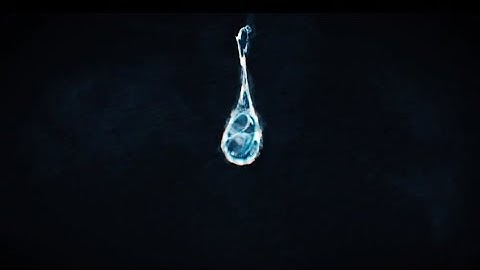 Jujutsu Kaisen Amv (The Rare Occasion – Notion)