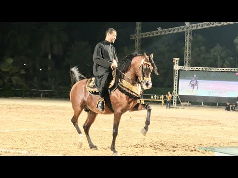 الكوماندا بطل مصر و محمد مدحت البيطار بطولة مصر الدولية لأدب الخيول العربية 