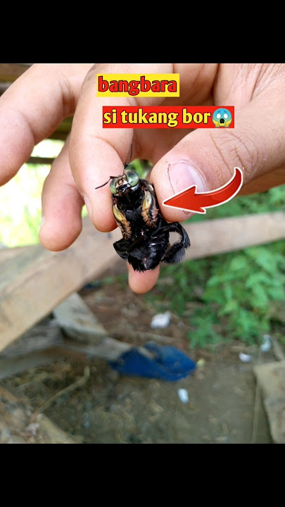 bangbara si tawon tukang kayu #shortvideo #videoshort #youtuberpemula #youtubekids #youtubeshorts