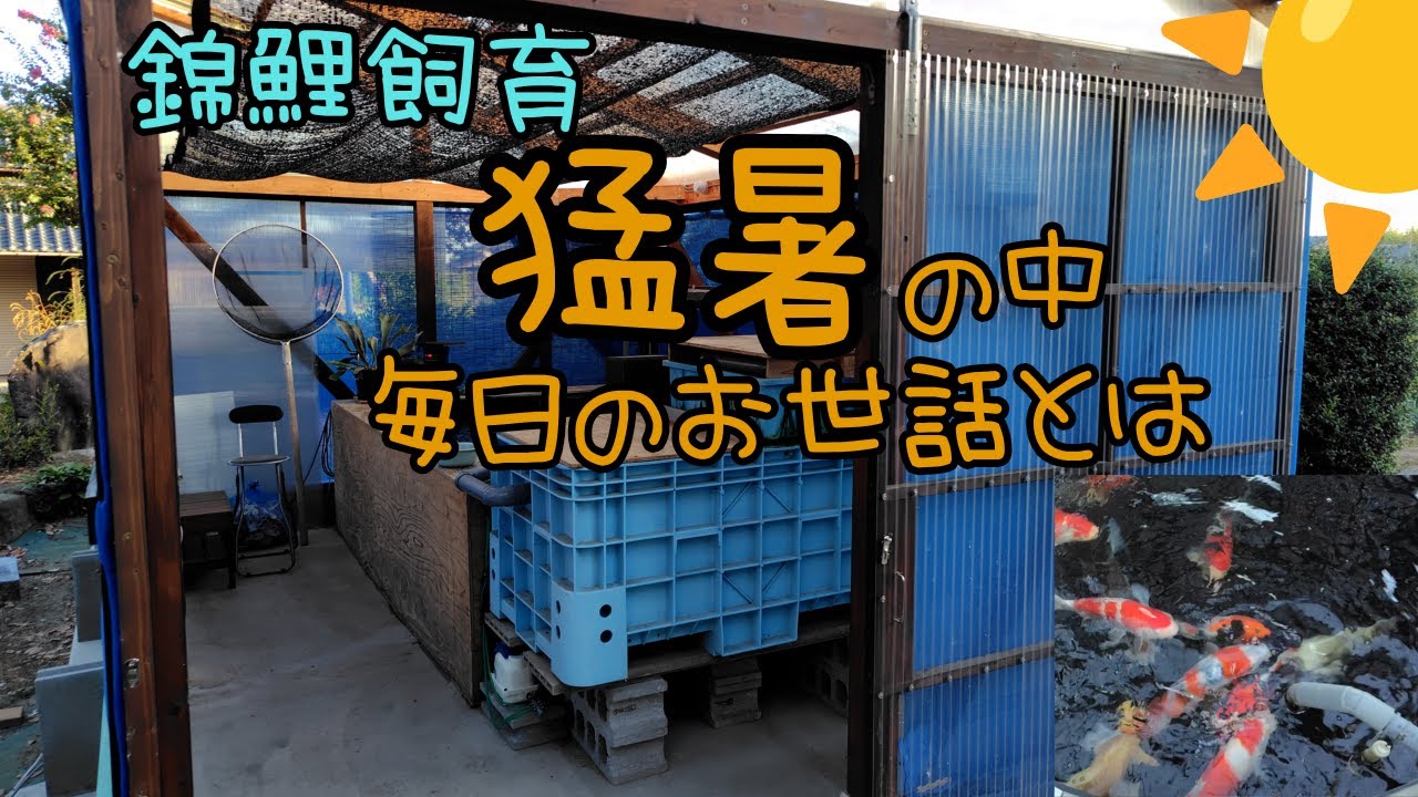 錦鯉飼育 ８月上旬  錦鯉を飼う人の１日のルーティン