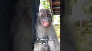 Скажи Чеснок 🧄 #Rek #Monkey #Роблокс #Майнкрафт #А4 #Omega #Youtubeshorts #Tiktok #Like