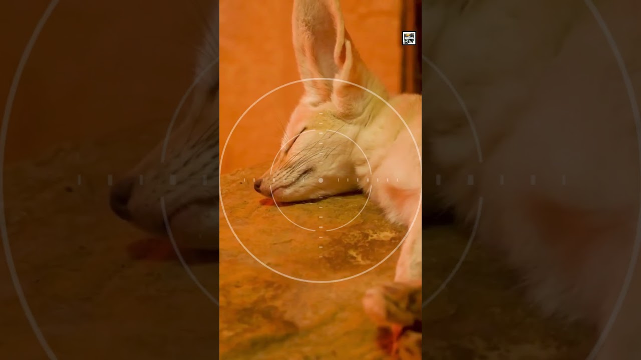 Quick Fennec Fox Facts - The Big-eared Family Man - Animal a Day #shorts #animals