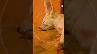 Quick Fennec Fox Facts  The Bigeared Family Man  Animal a Day #shorts #animals