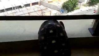 Fifi suicida