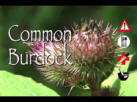 Video: Common Burdock