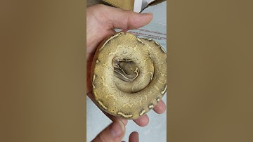 Uboxing Highway Ball Python and a few SHOUTOUTS!!!