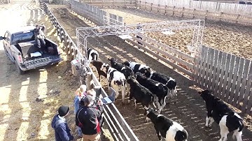 SAIT RADLab: Livestock tracking project