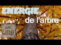 Sance mditation guide avec l energie de larbre