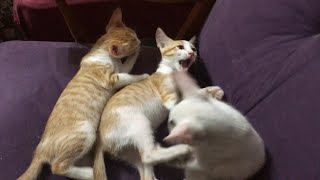 Survival of The Kittest
