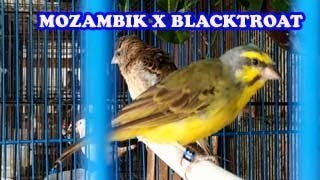 Green singing finch x black-throated ...