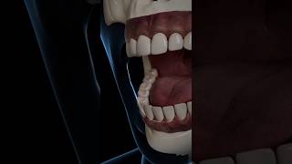 La Anatoma De La Boca Que Nadie Te Explic