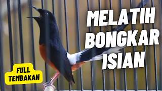 MASTERAN MURAI BATU FULL ISIAN TEMBAKAN PANJANG MEWAH MASTERAN MURAI BATU JUARA MASTERAN MURAI BATU FULL ISIAN TEMBAKAN PANJANG MEWAH MASTERAN MURAI BATU JUARA