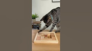 ⚡ My Cat SOLVES a Puzzle Faster than Me 💨