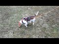 Beagle - przywołanie awaryjne z pełnego biegu