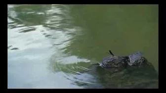 窦唯山河水出游无字幕 窦唯山河水出游无字幕