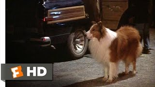 Lassie Come Home (1/10) Movie CLIP - Morning Routine (1943) HD